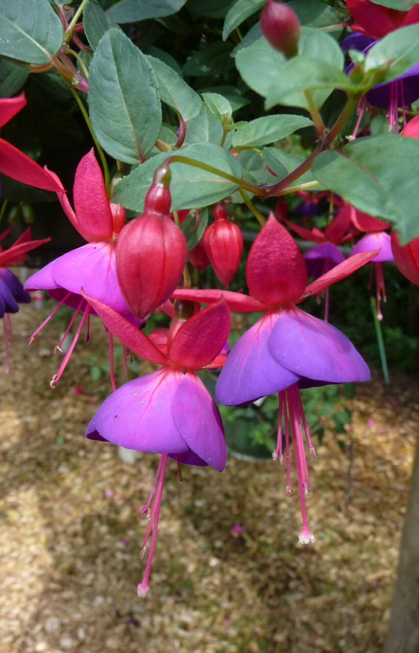 Fuchsia 3