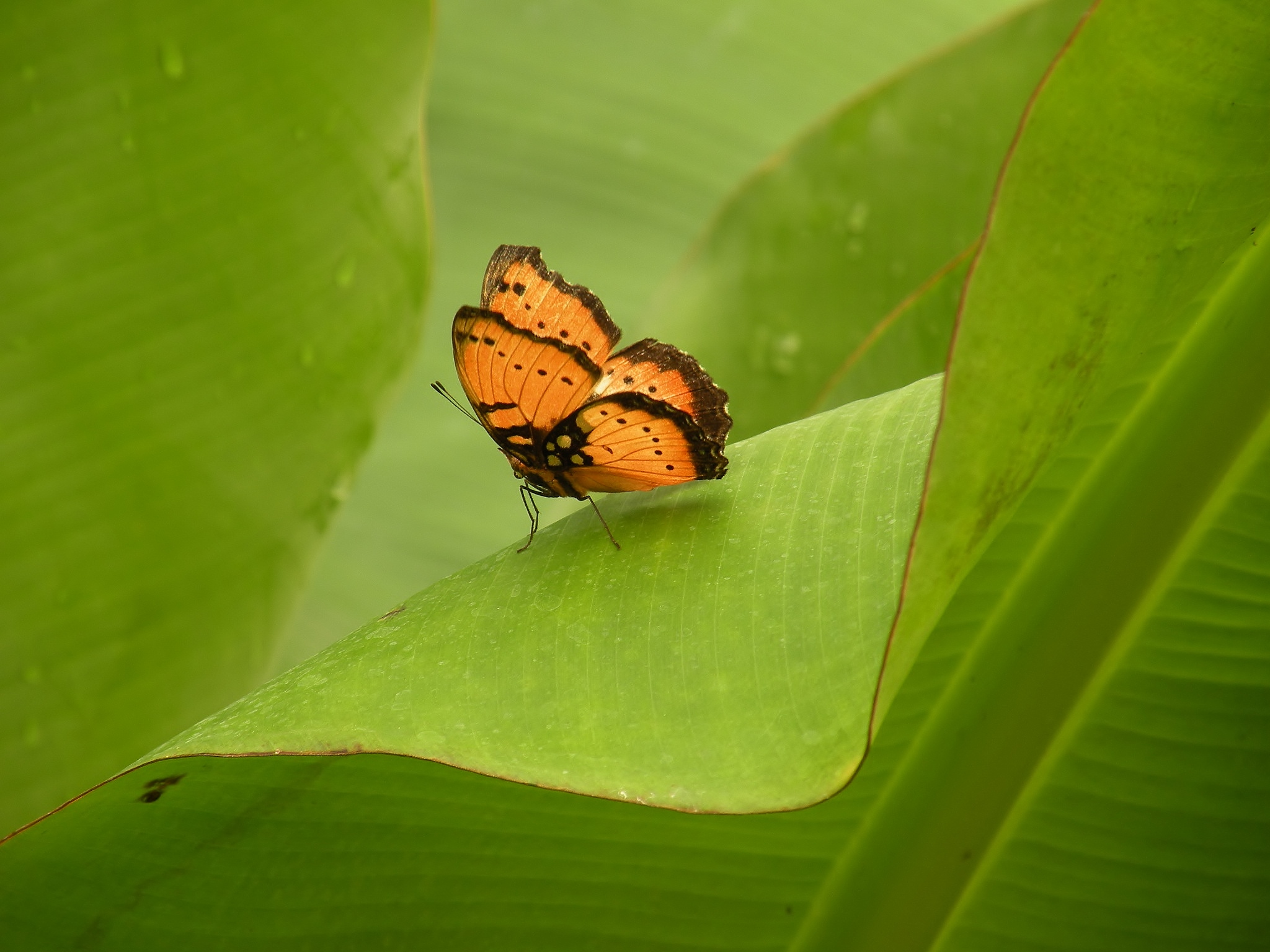 Op het bananenblad 2e