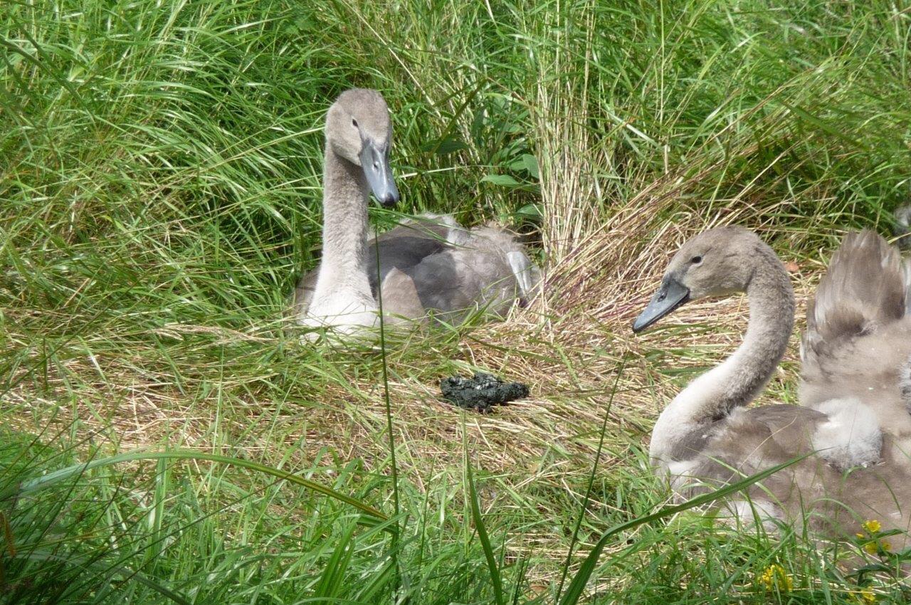 Kleintjes worden groot 2