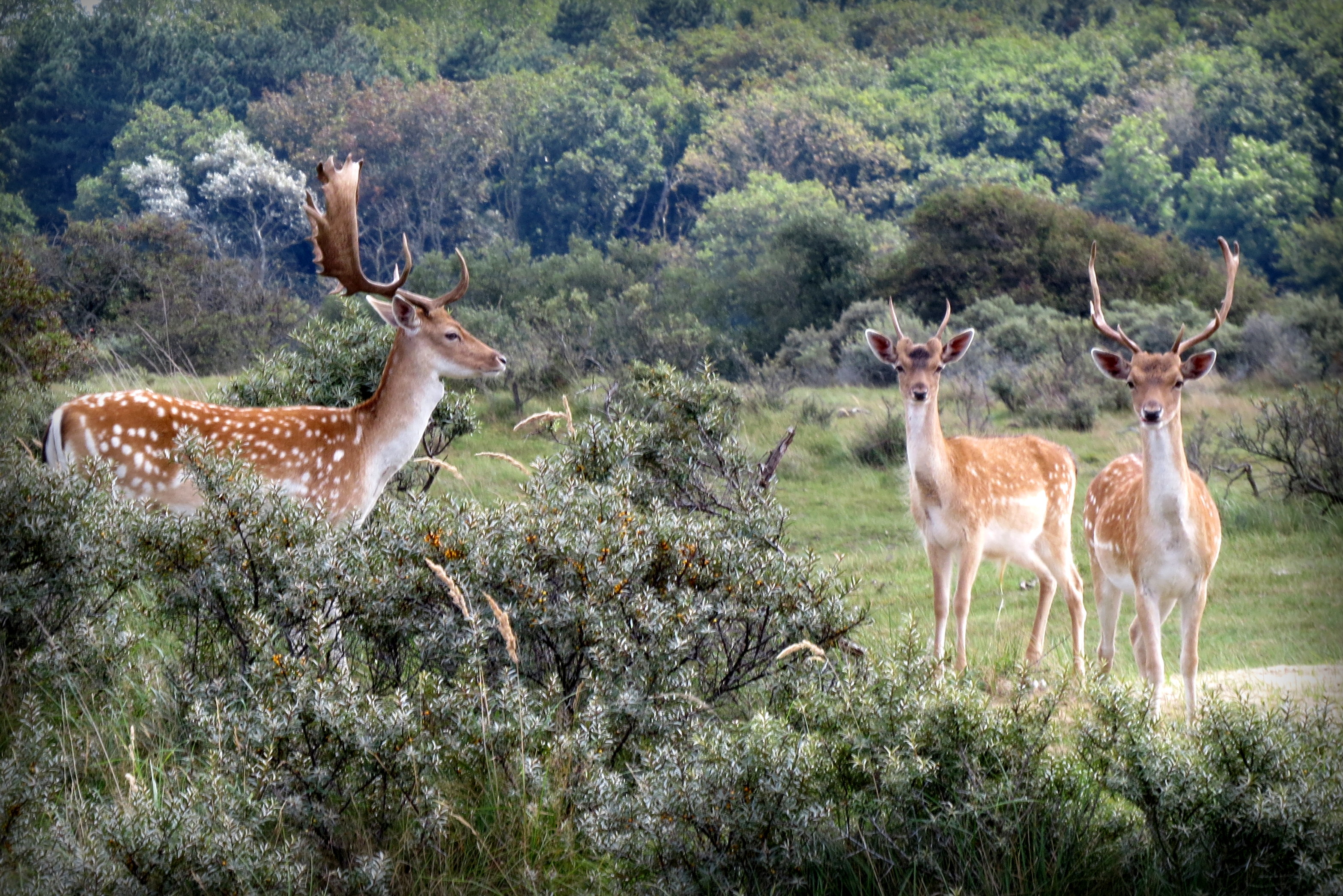 In de duinen