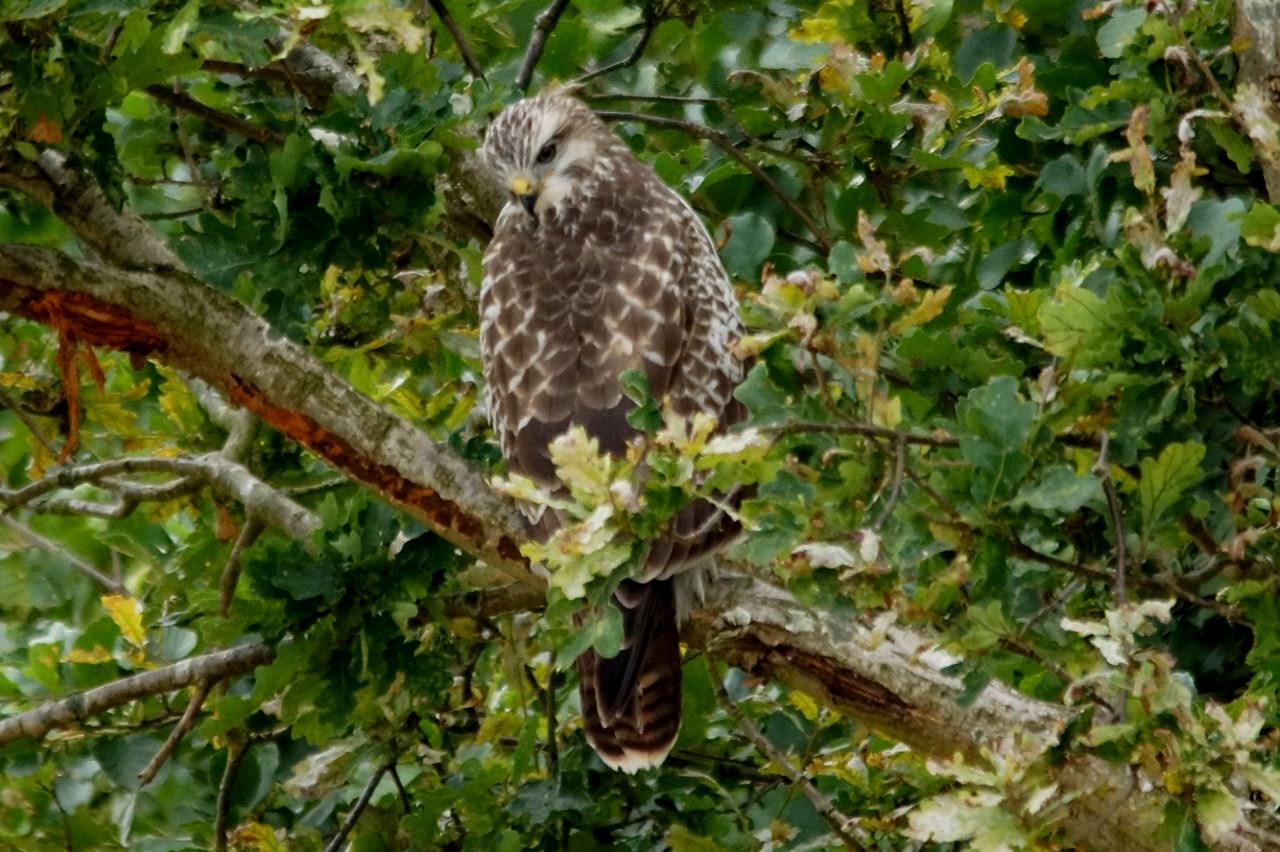 buizerd 