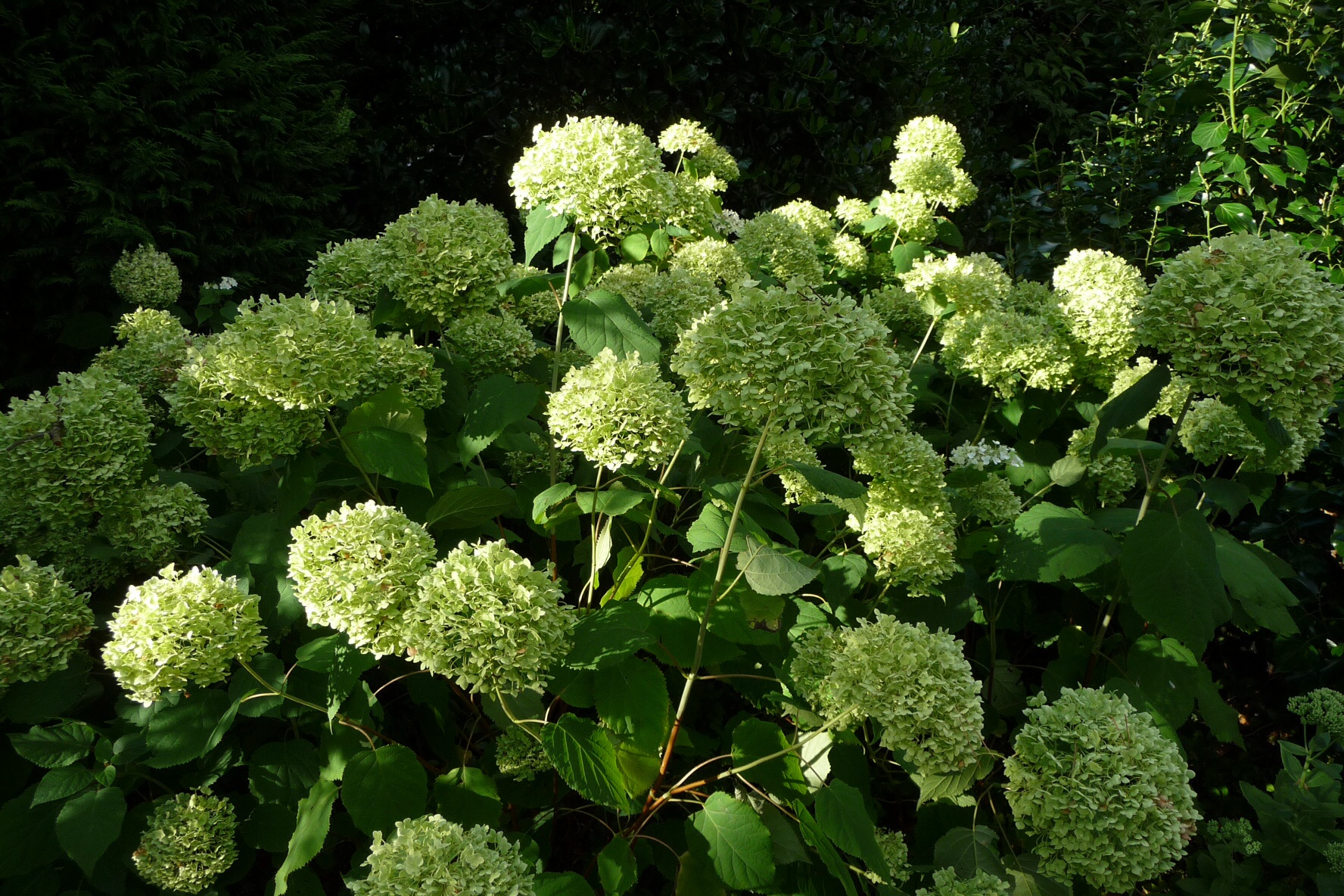 Annabel in de avondzon