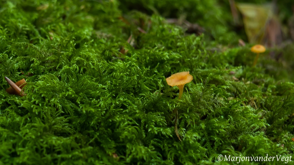 piepje oranjegeel trechtertje