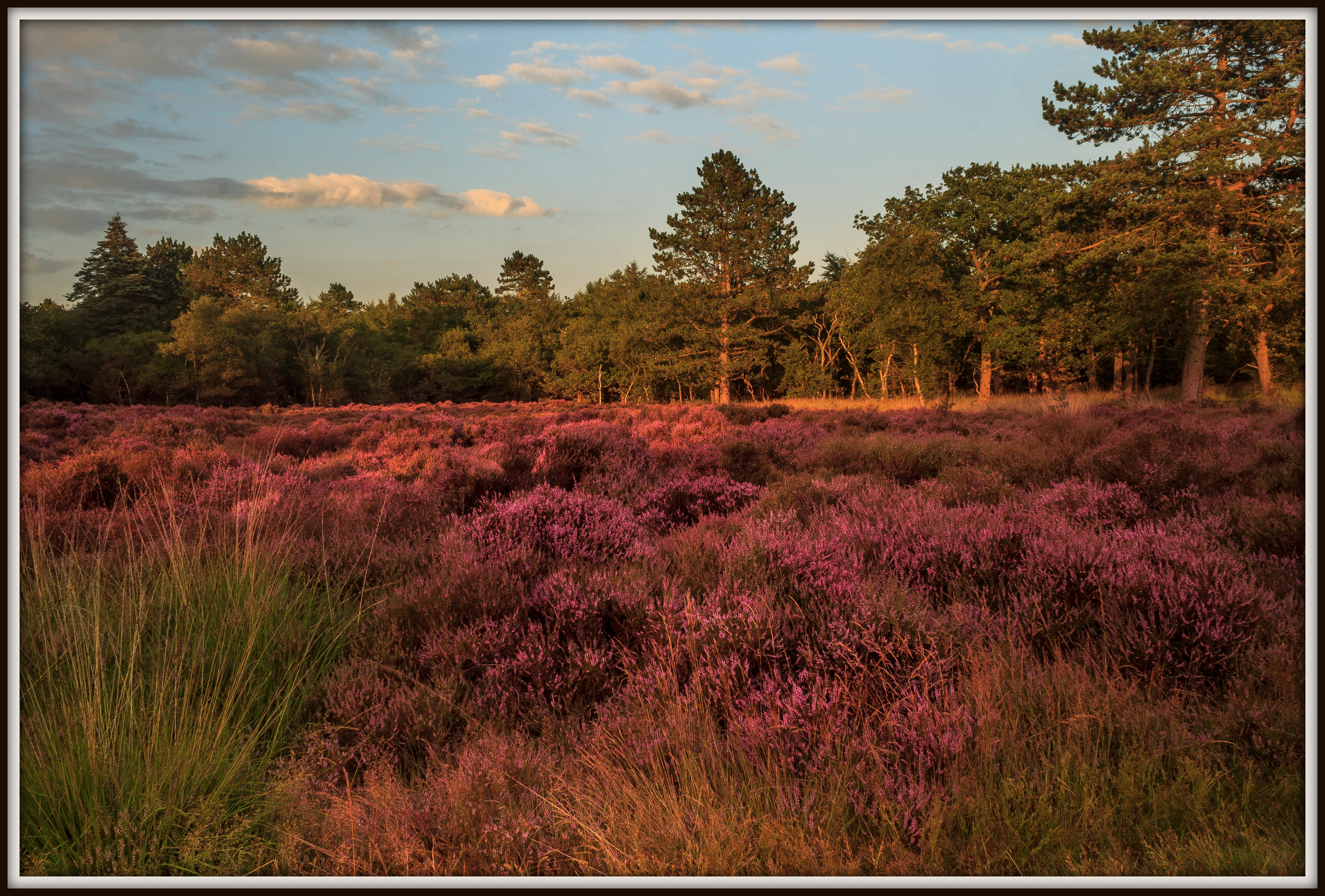 Hei staat mooi in bloei.
