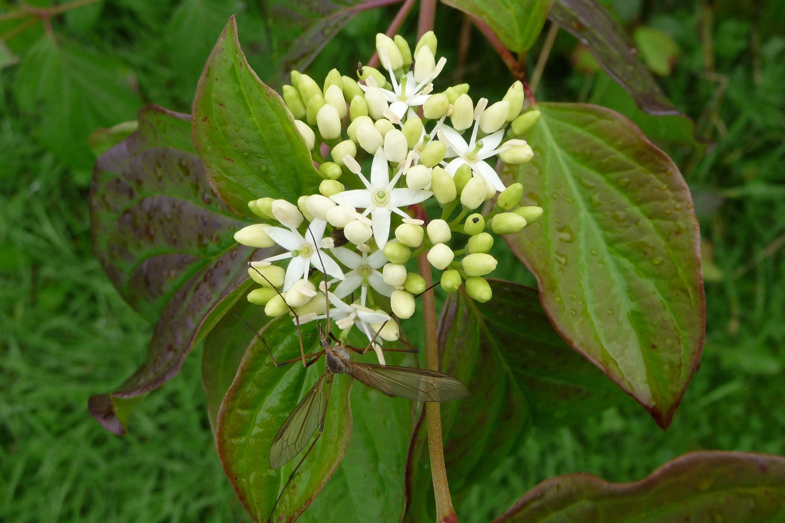 Langpootmug op bloem
