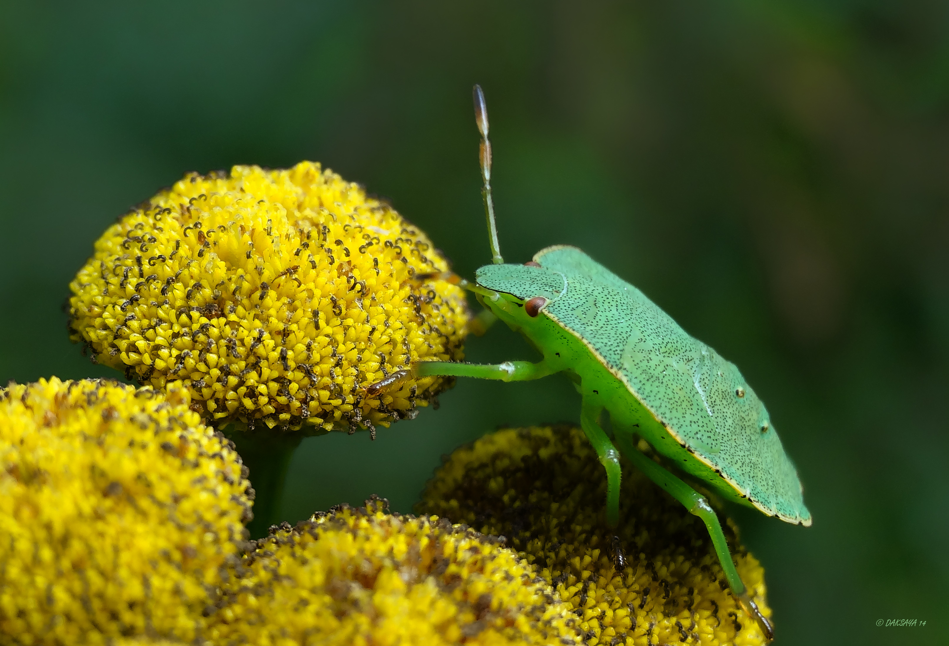 Groene stinkwants