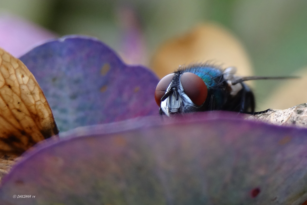 Hortensia vlieg 2