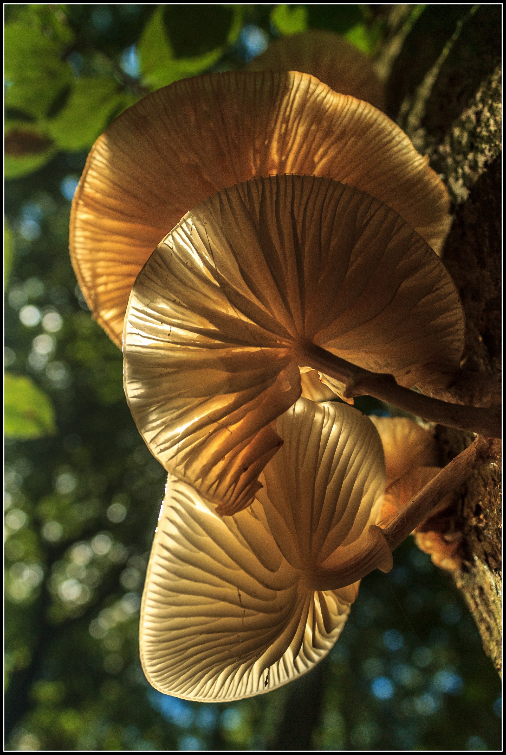 Paddenstoelen in het zonnetje.
