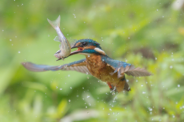 ijsvogel met visje