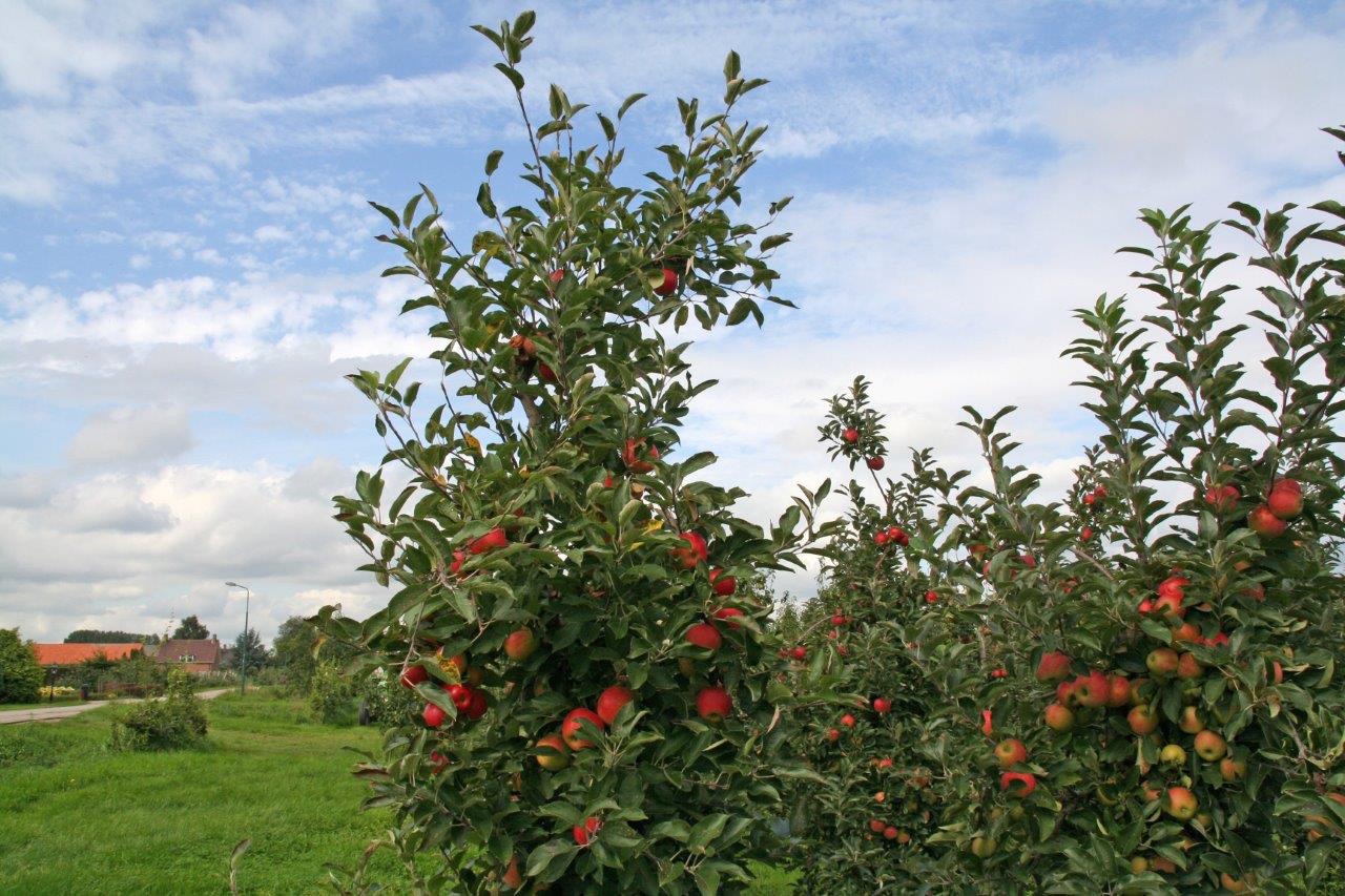Appelbomen