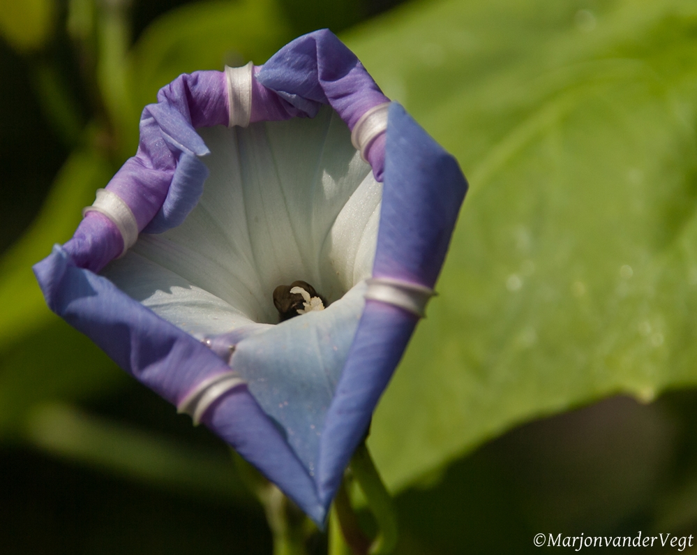 Wie kent deze bloem? Verstoppertje...