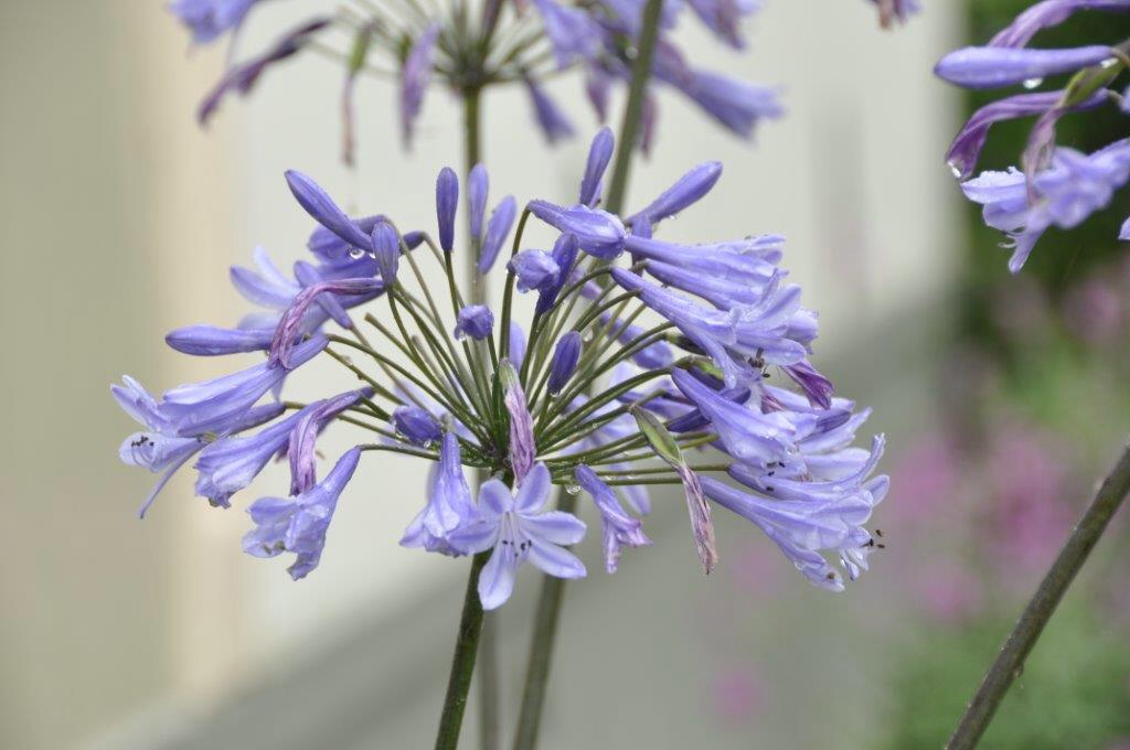 Agapanthus