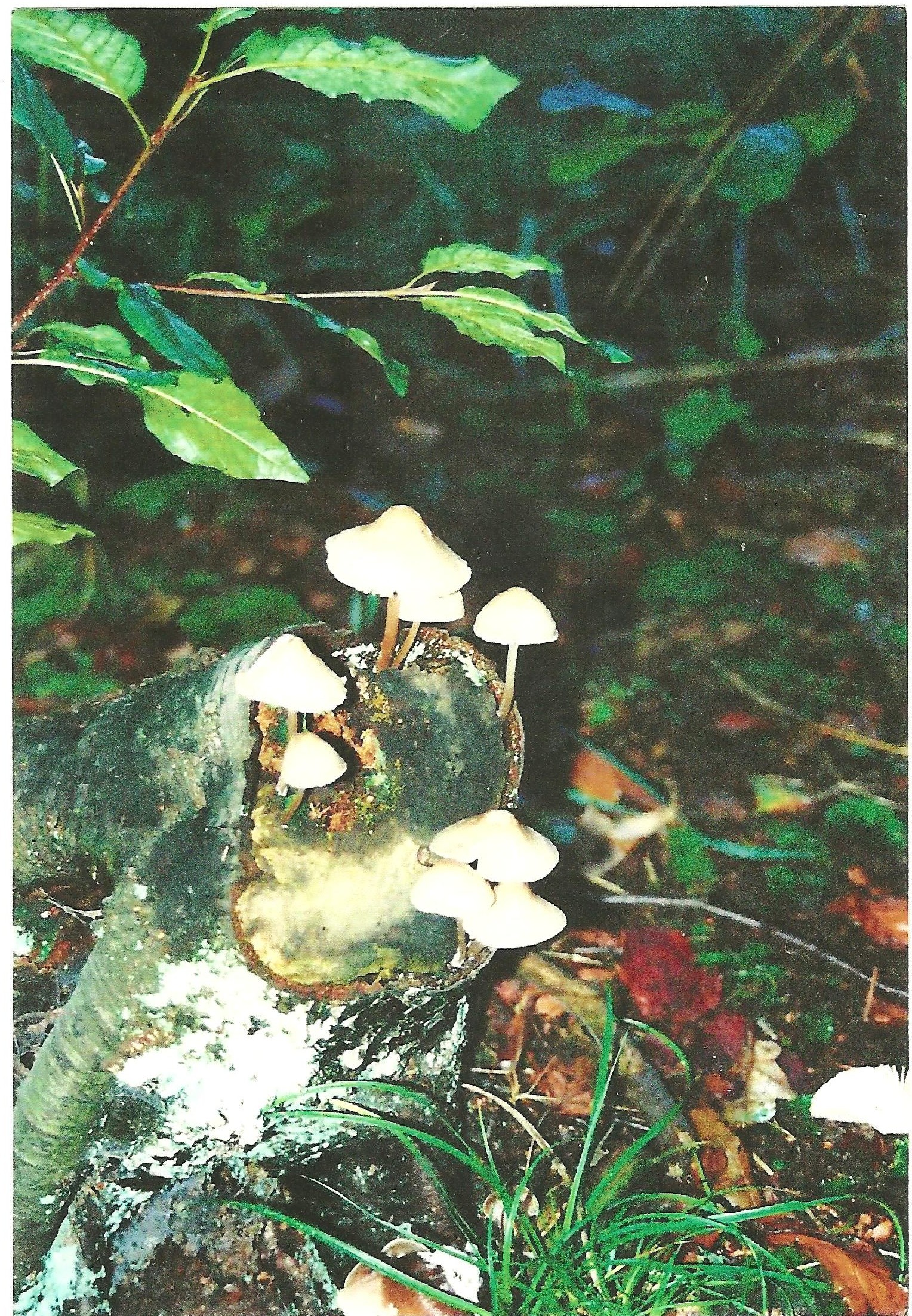 Helm Mycena