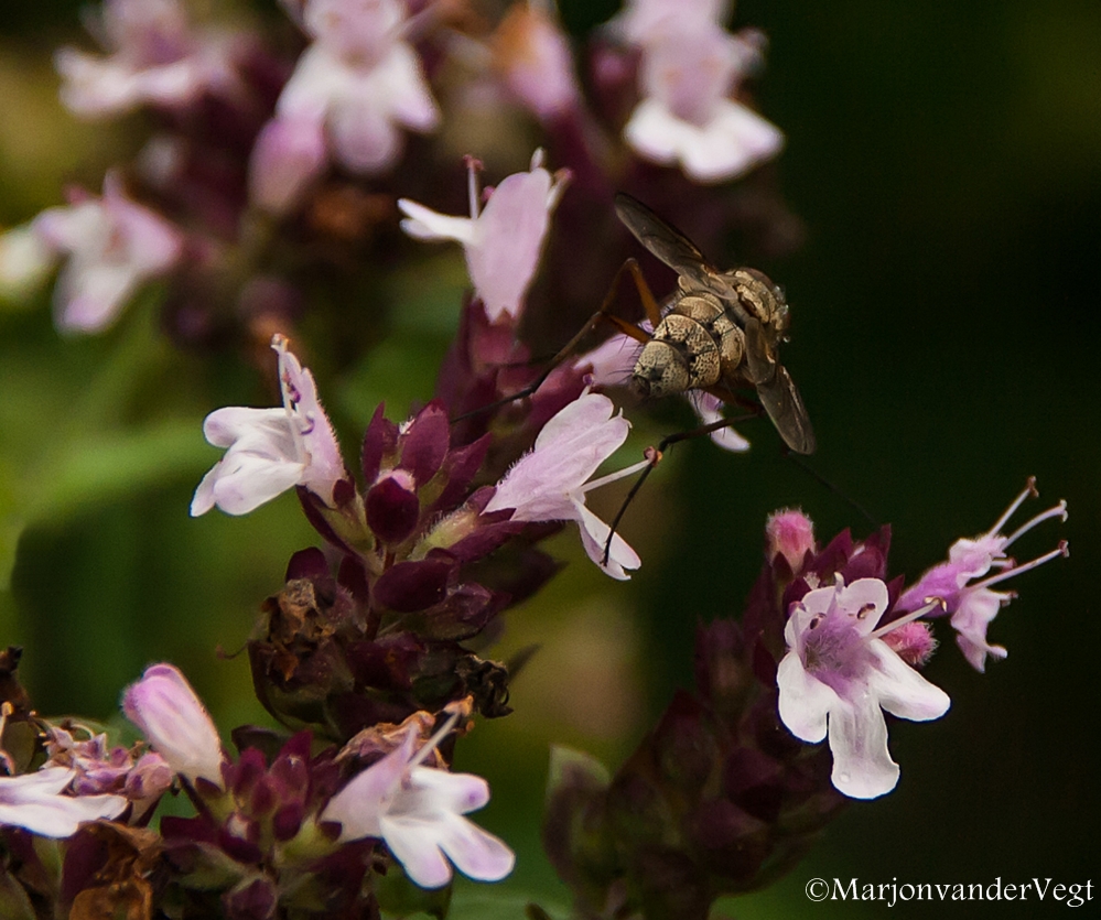 Onbekende vliegenier