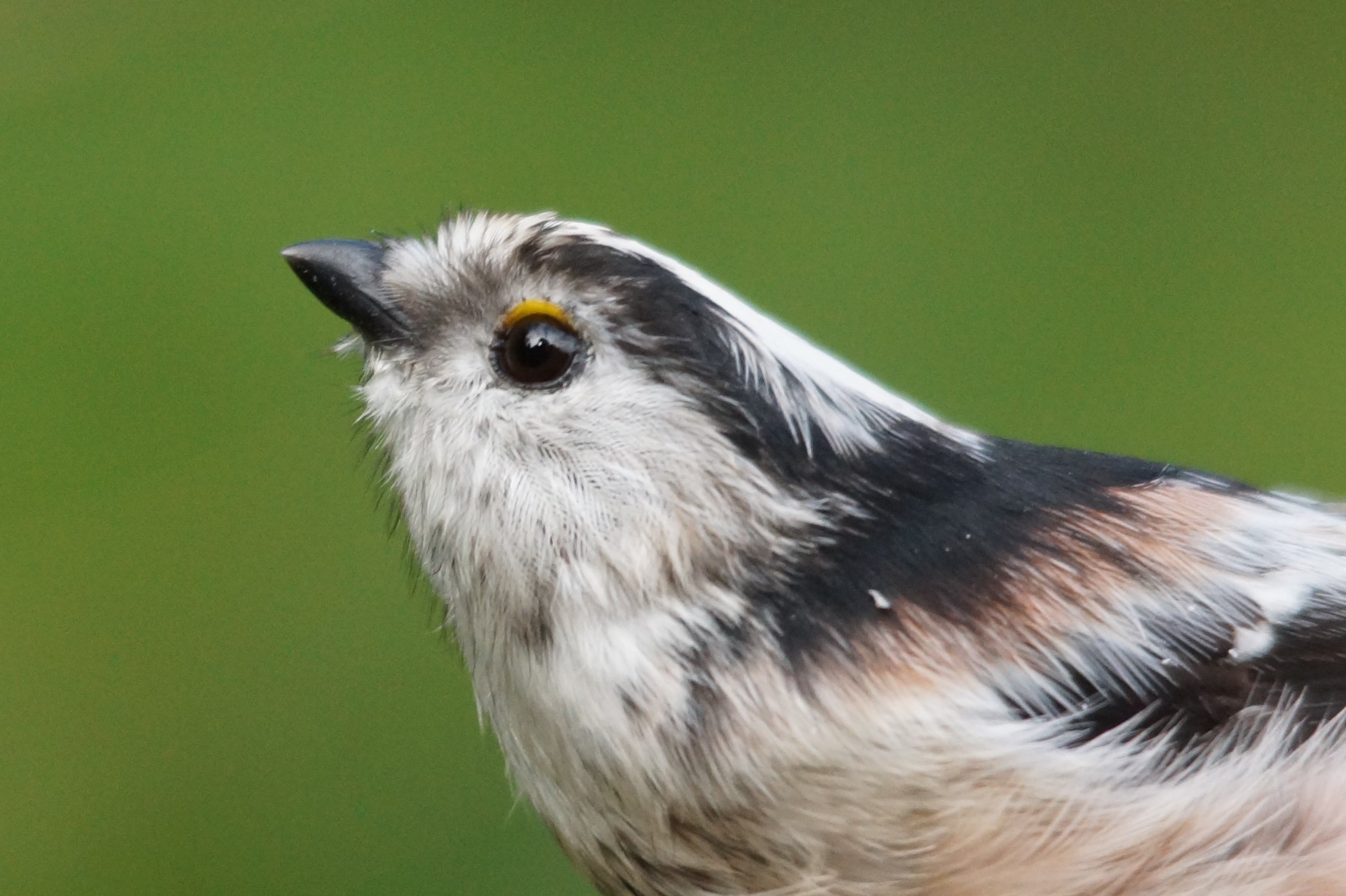Portret van staartmees 