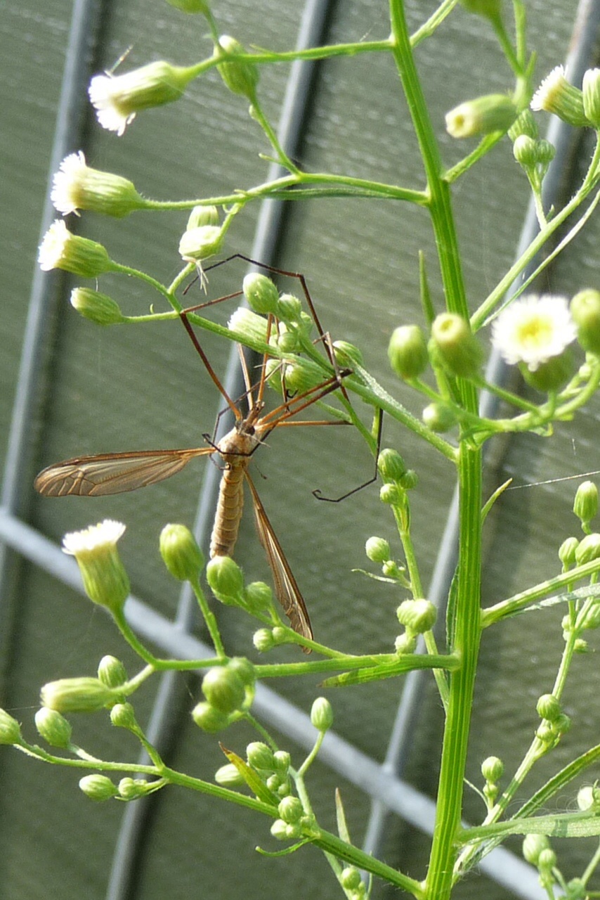 Langpootmug op onkruid