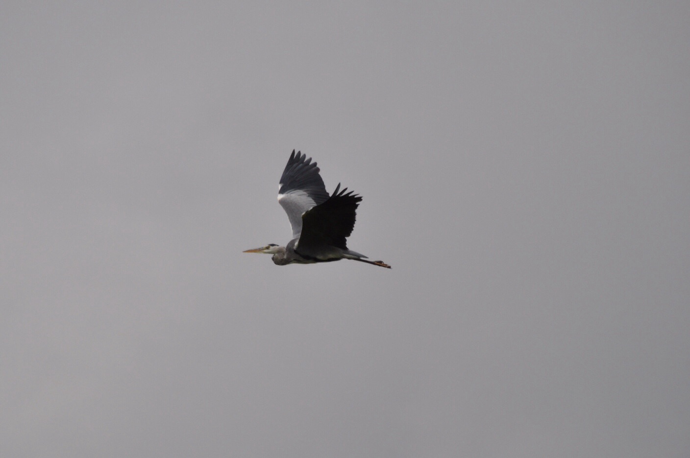 Reiger