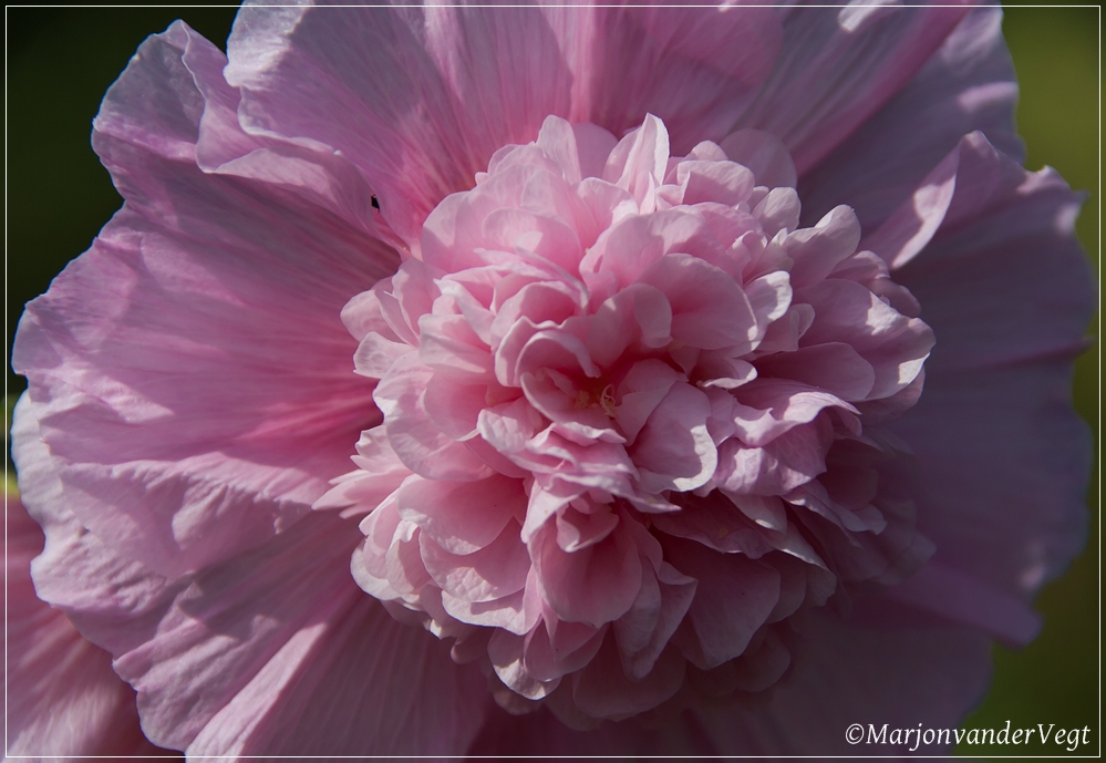 Roze toet voor Femmy