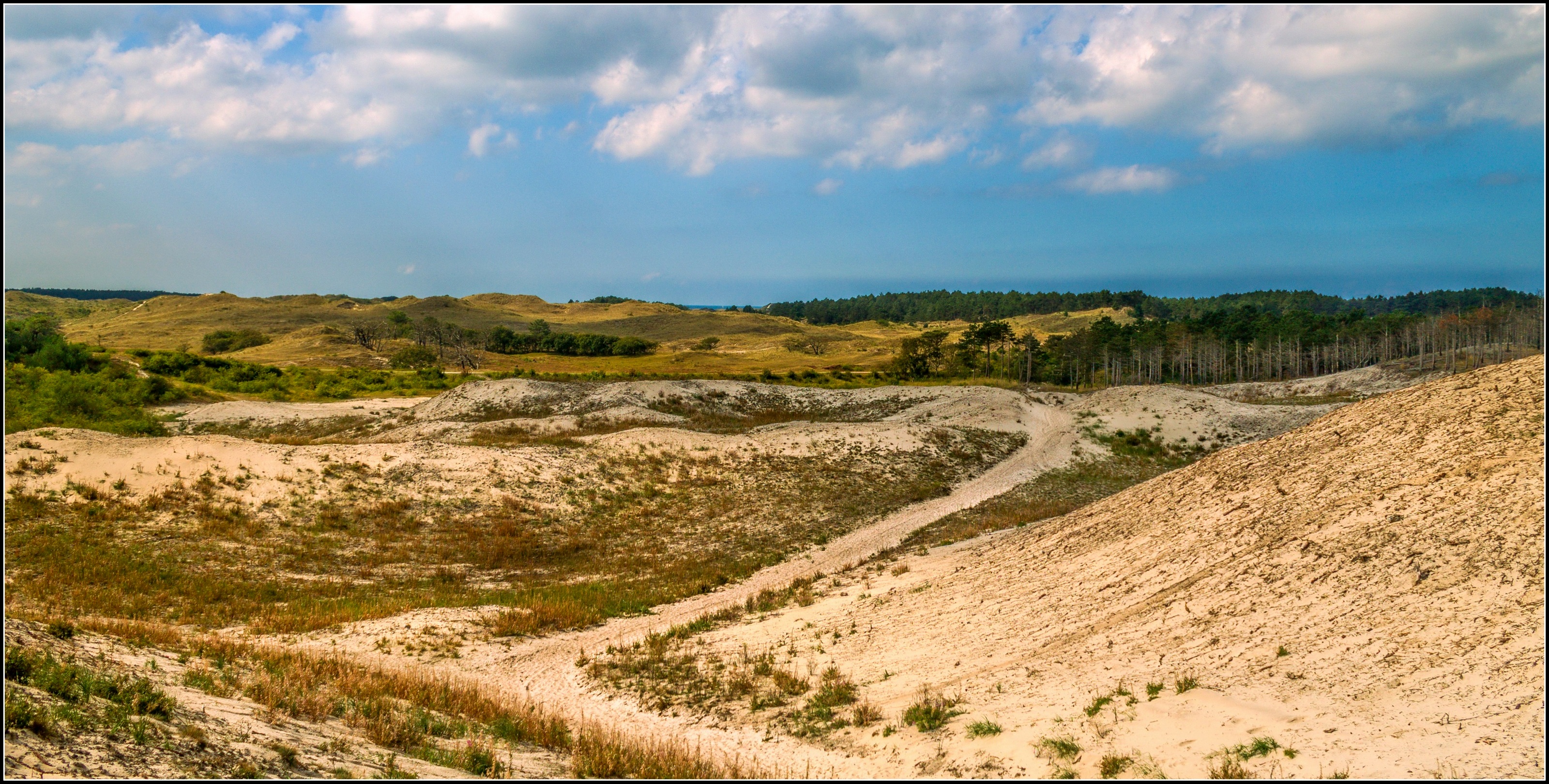 Bos/Duingebied Schoorl.