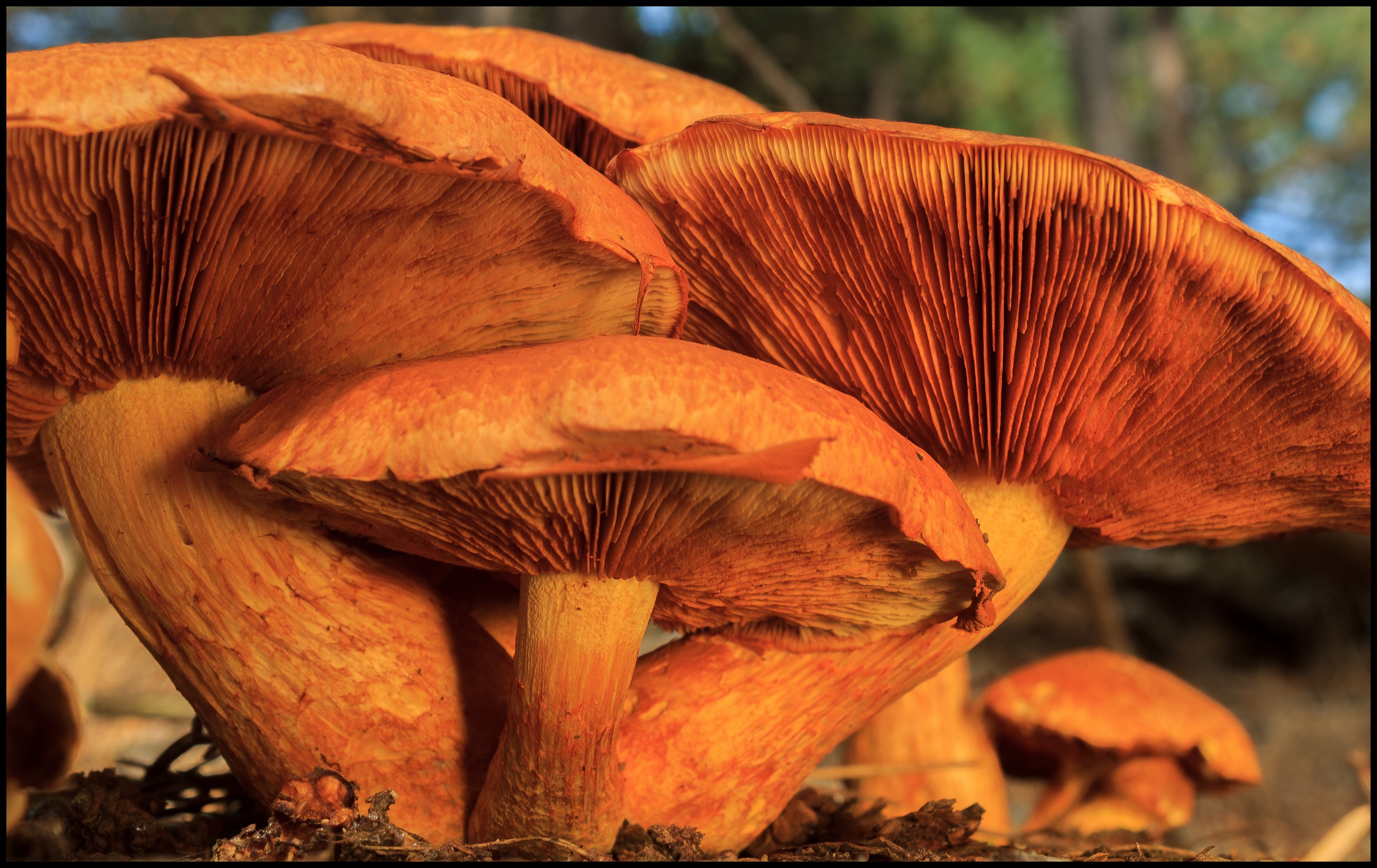 Paddestoelen in de avondzon.
