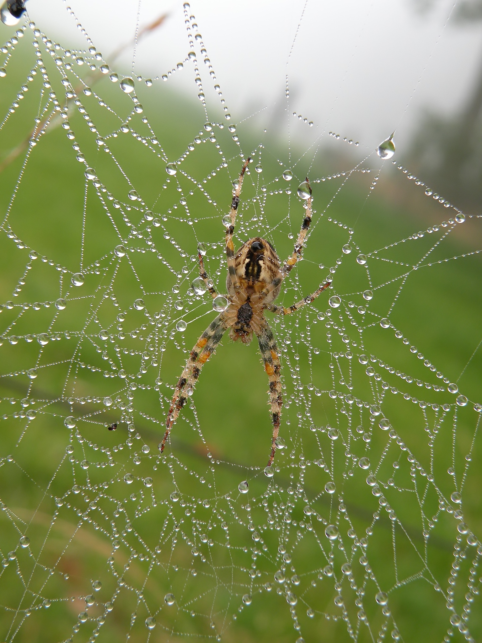 Dikke mist onderkantje