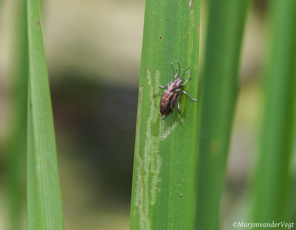 (V)rij jij of (v)rij ik