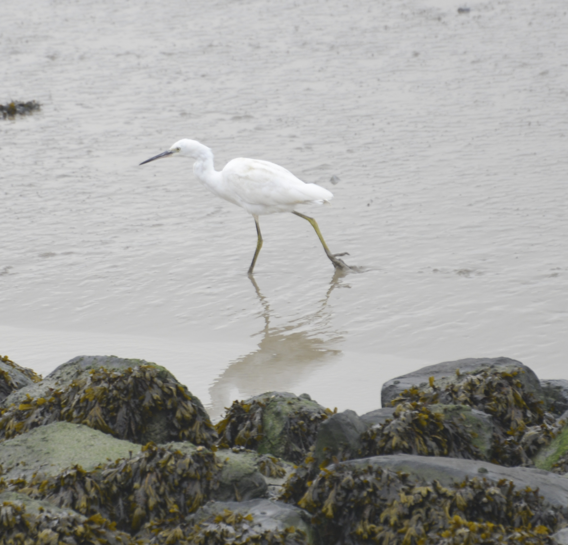 Kleine Zilverreiger