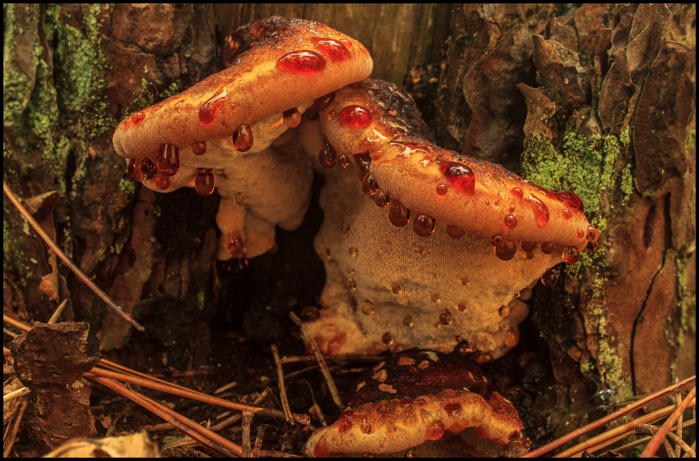 Zwam met guttatiedruppels.