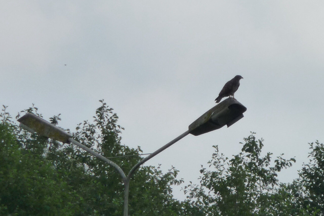 Roofvogel op lantaarn