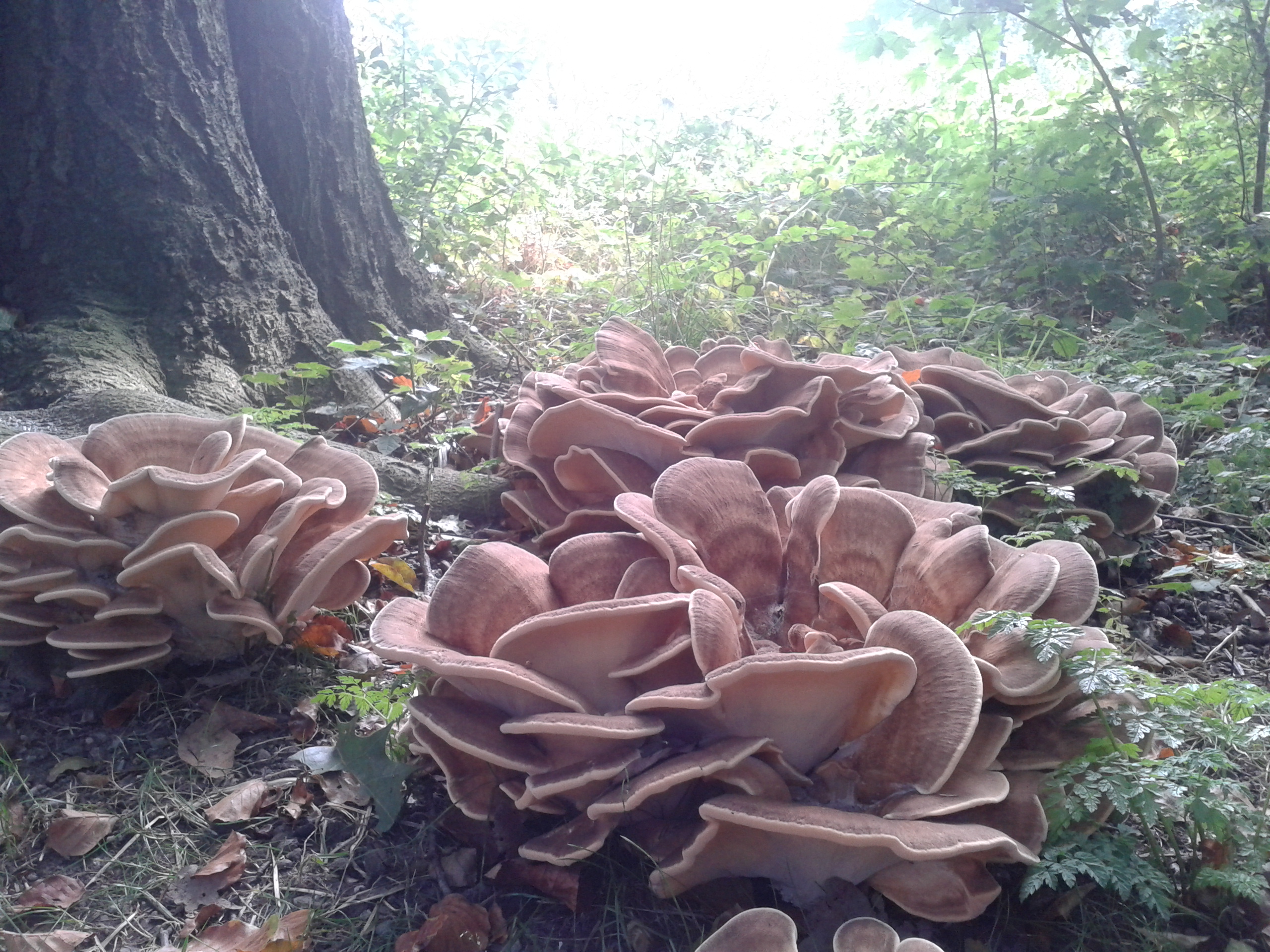 rozet van paddestoelen