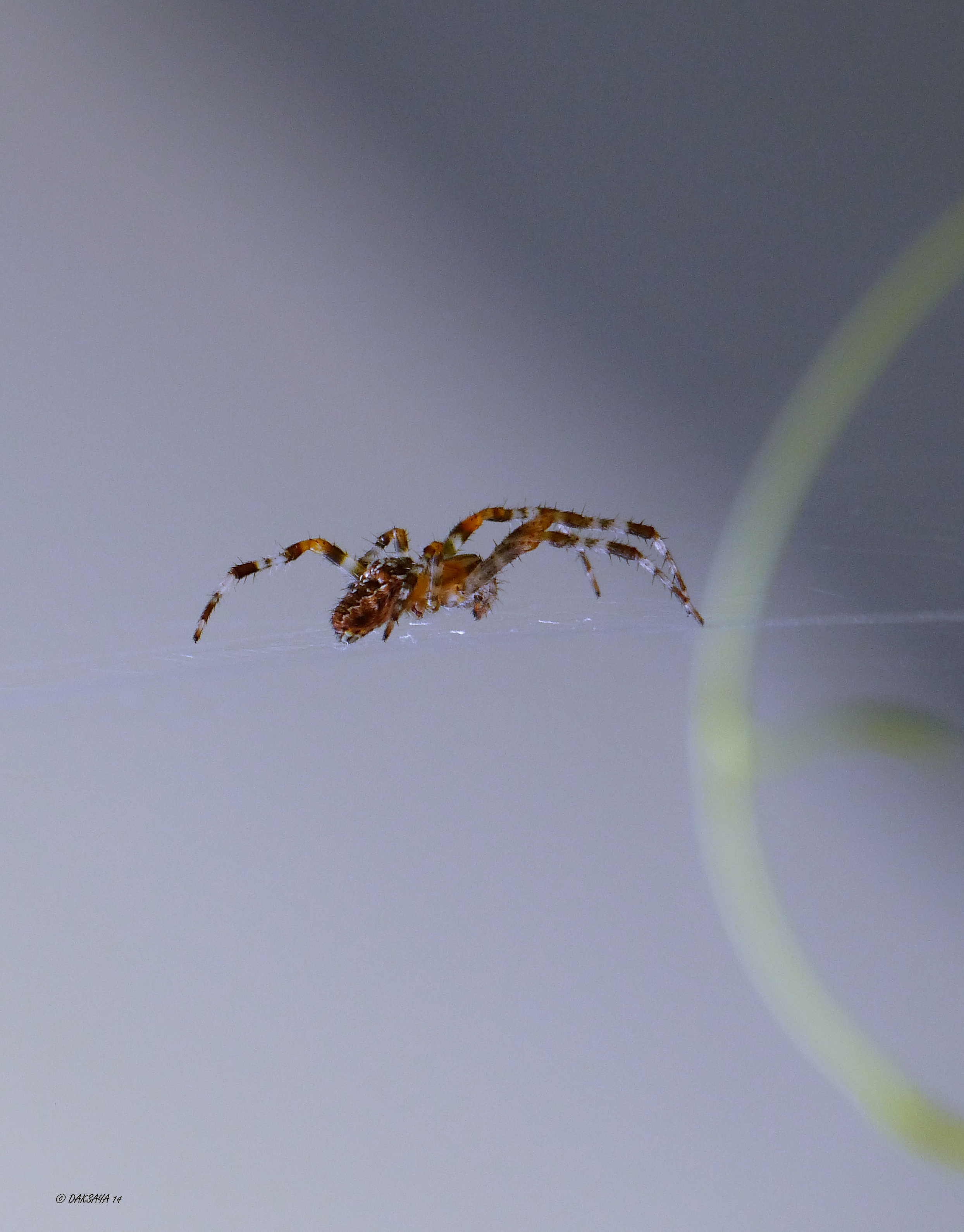 Sky spider