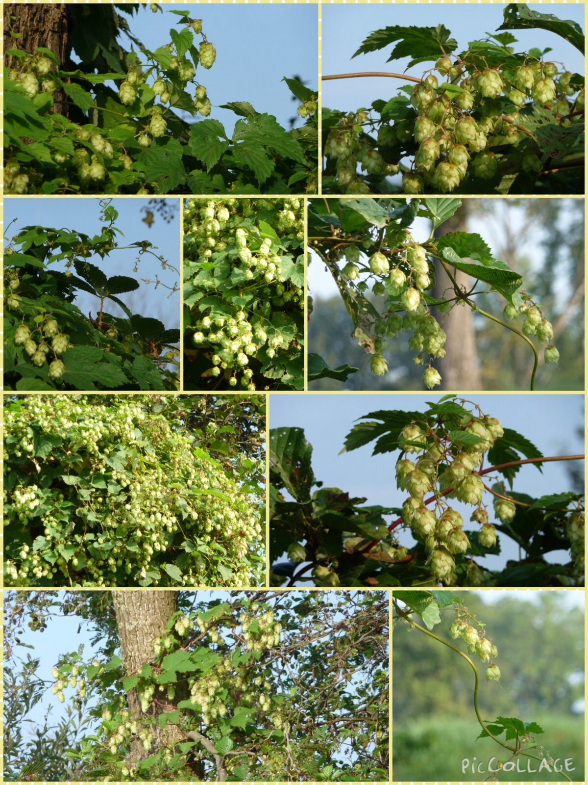 Hop collage