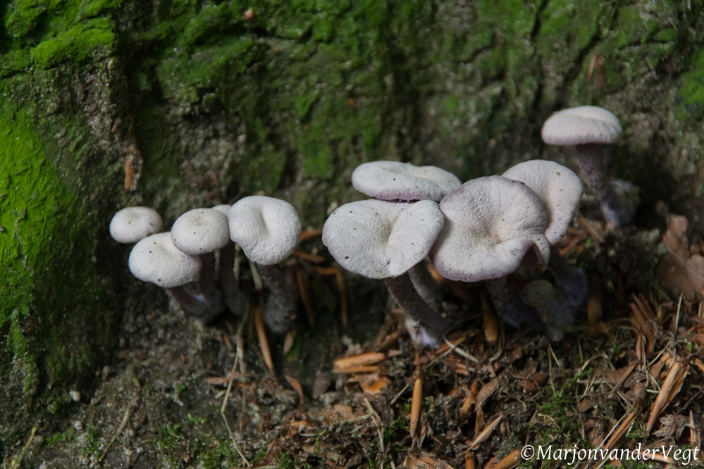 Onbekend soort wie weet?