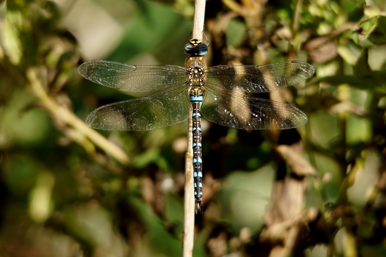 Paarden bijter op rietstengel 