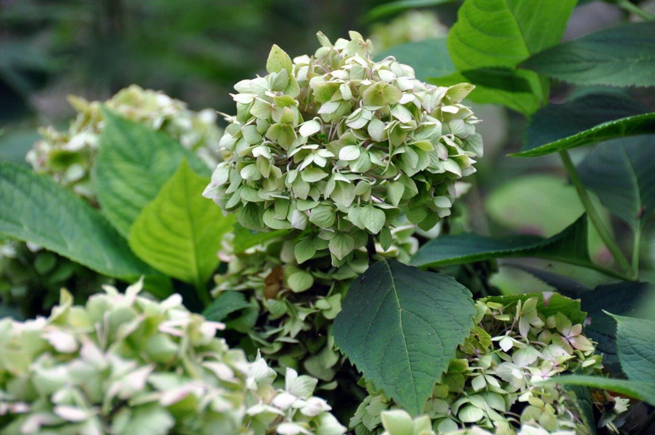 Hortensia 3