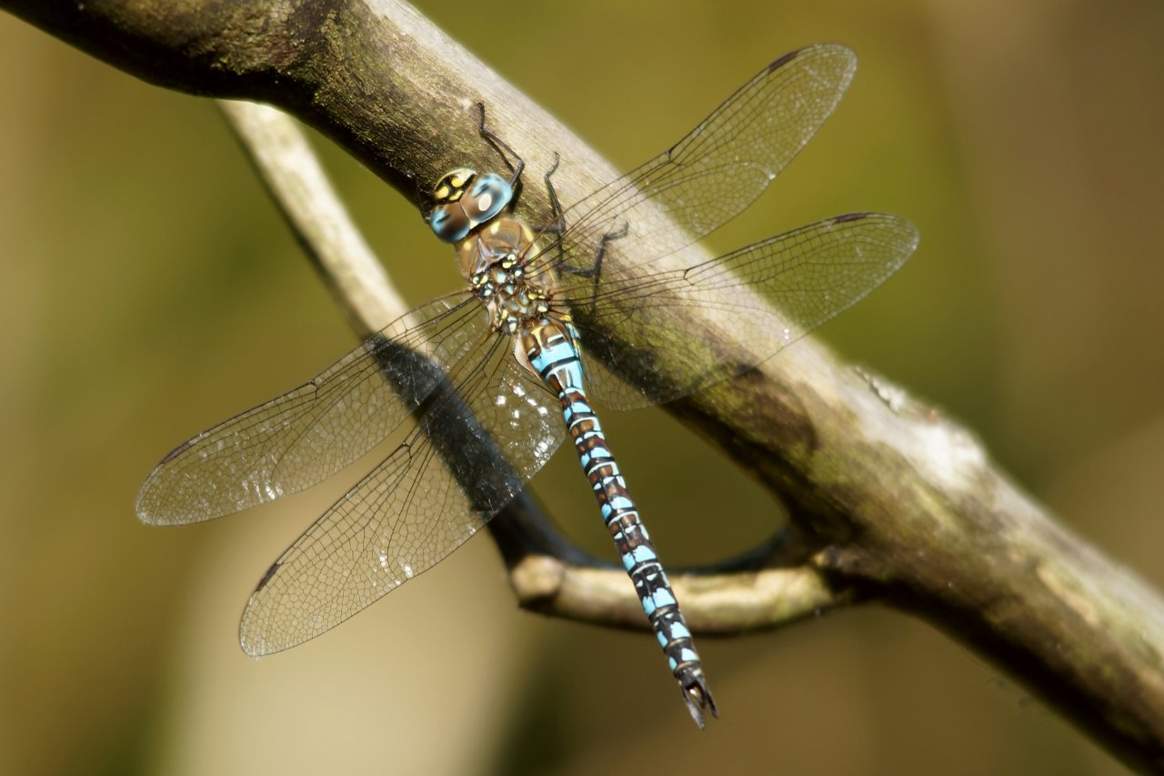 Paarden bijter op tak 