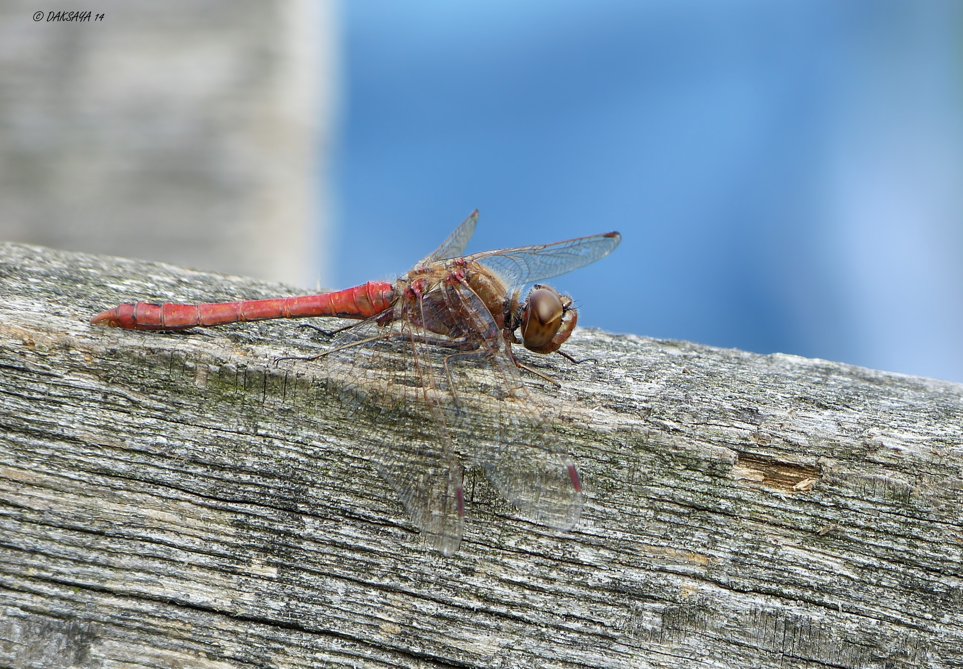 Heidelibel met blauw