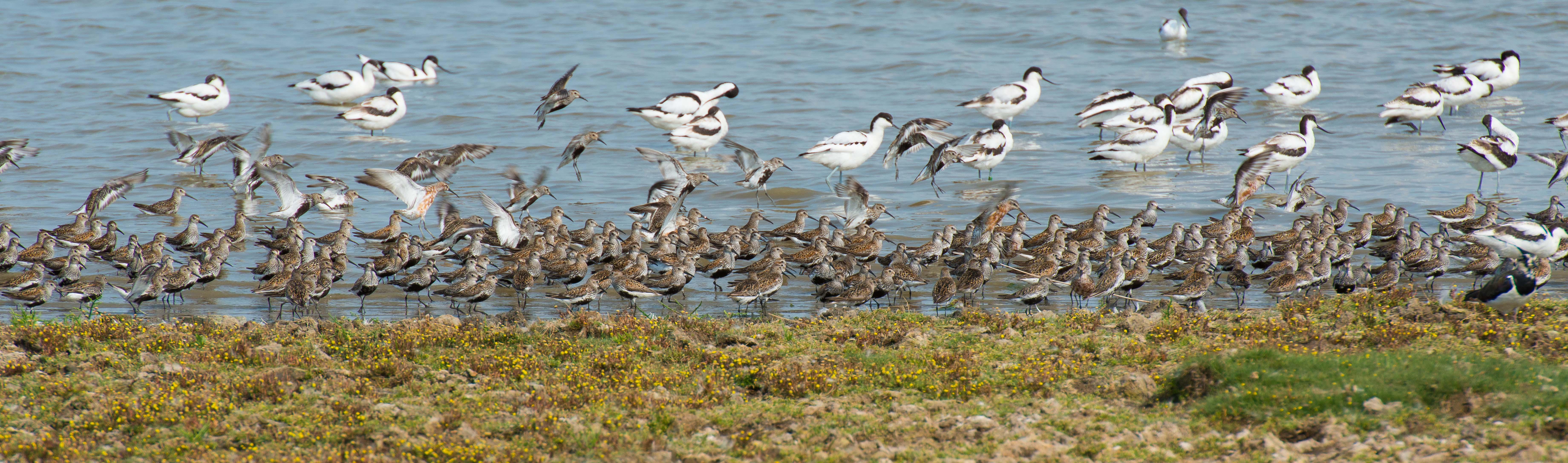 strandlopers
