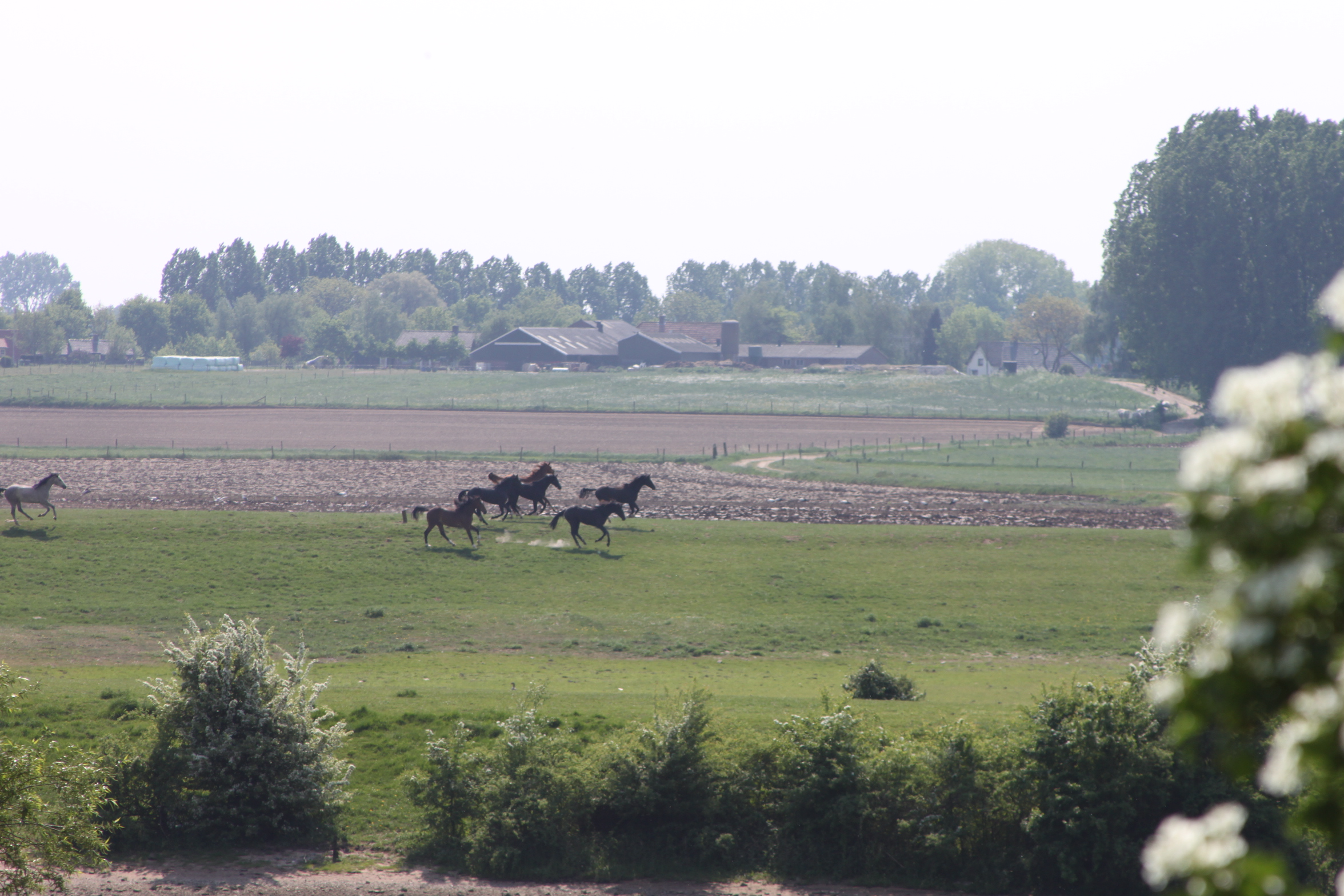 Paarden