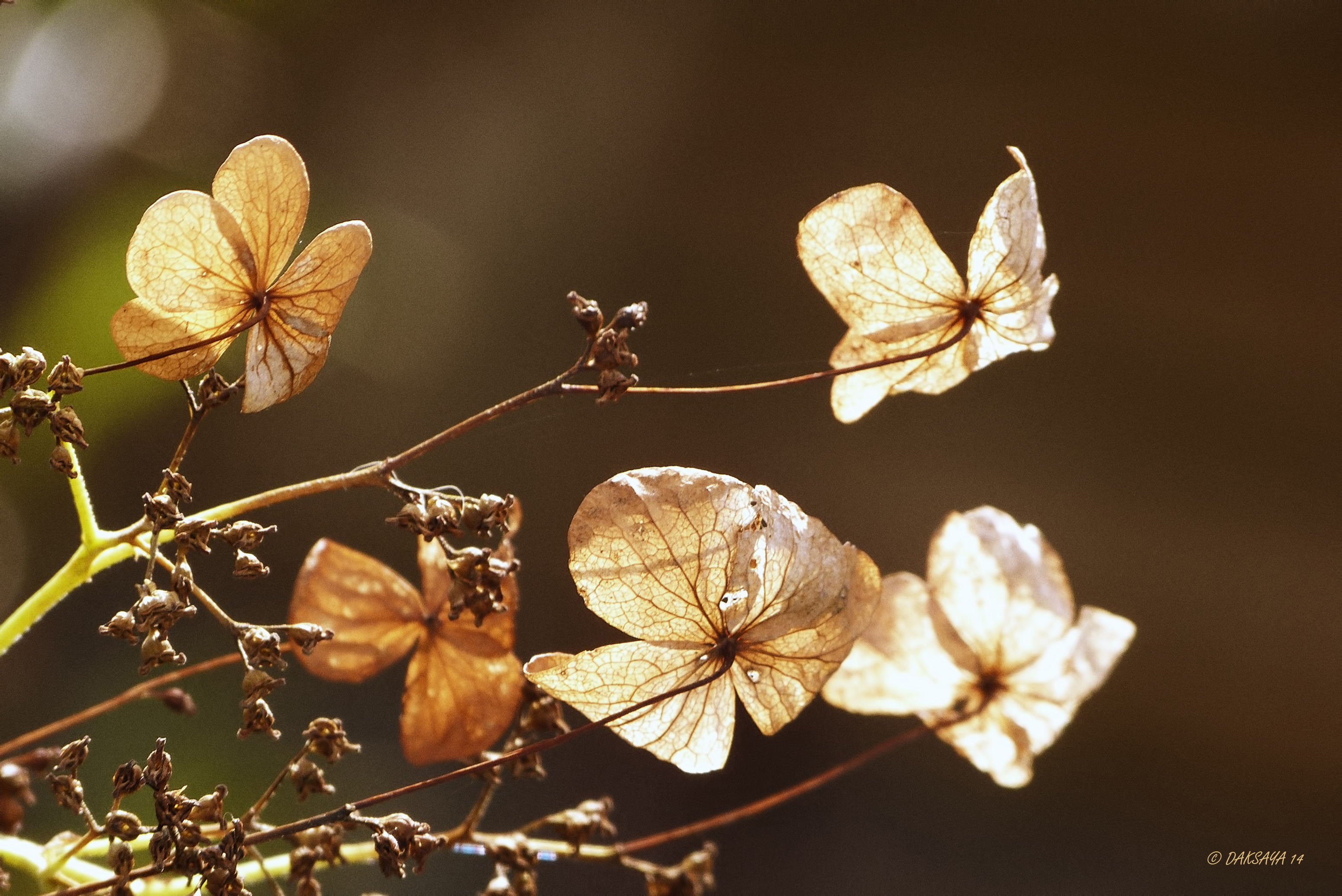 Autumn is coming 2