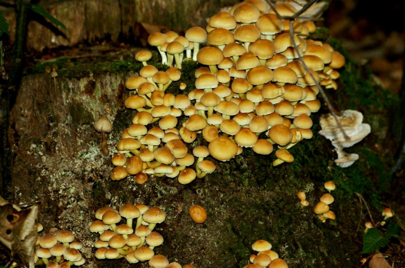 zwammetjes op boomstronk