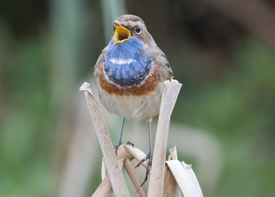 uit volle blauwborst