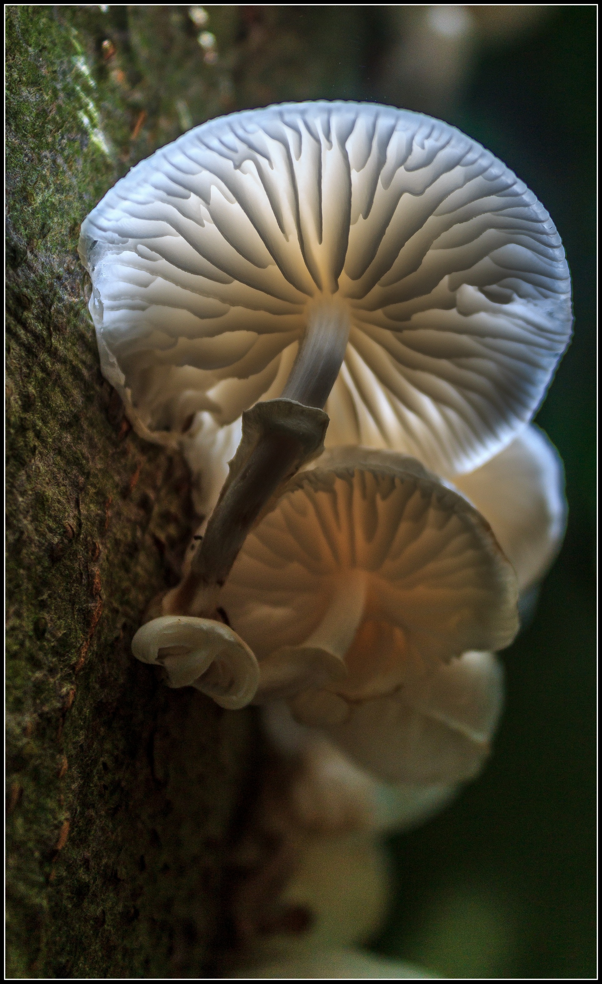 Porselein paddestoel beschenen door de zon