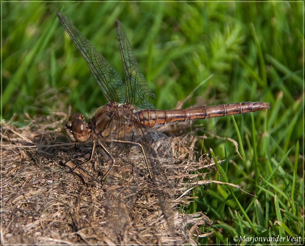 Vrouwelijke steenrode heidelibel