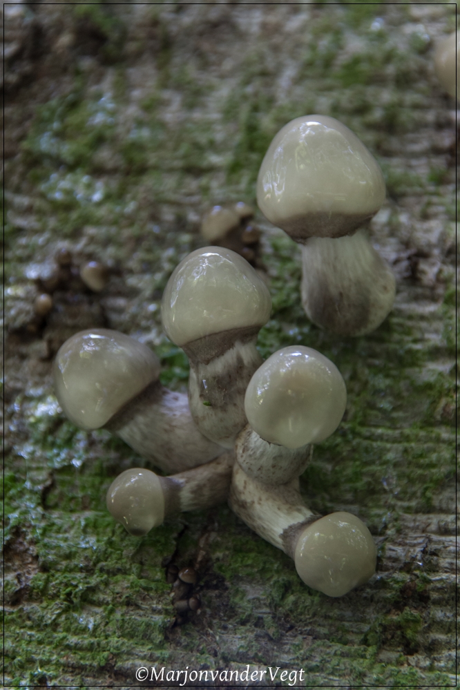 Jonge Porseleinzwammen