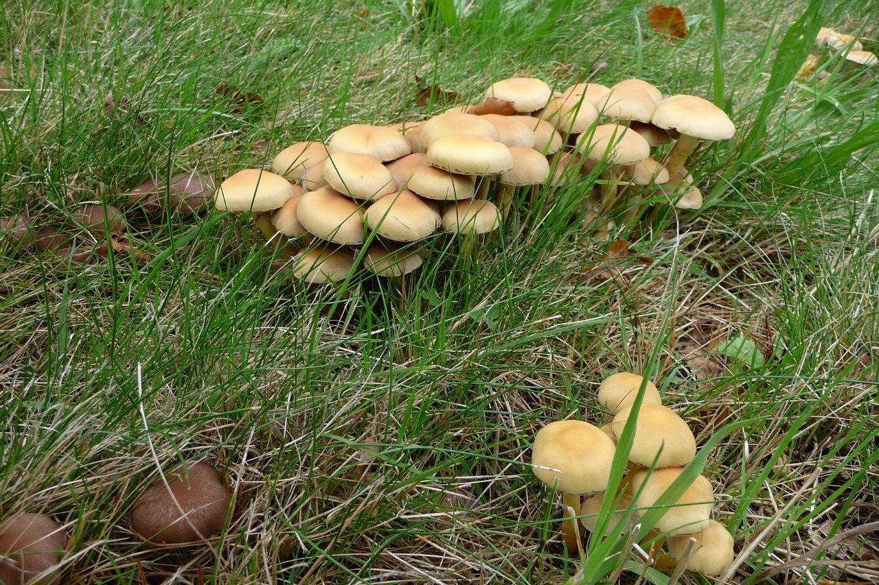 Veel paddenstoelen