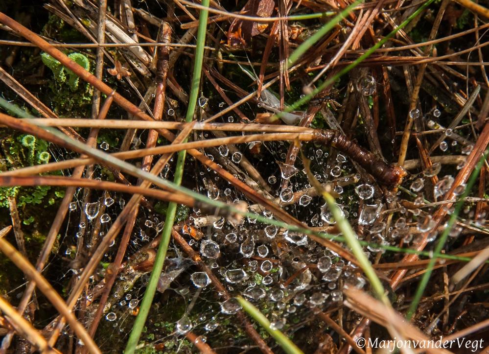 Groen bekertjeszwam & parels