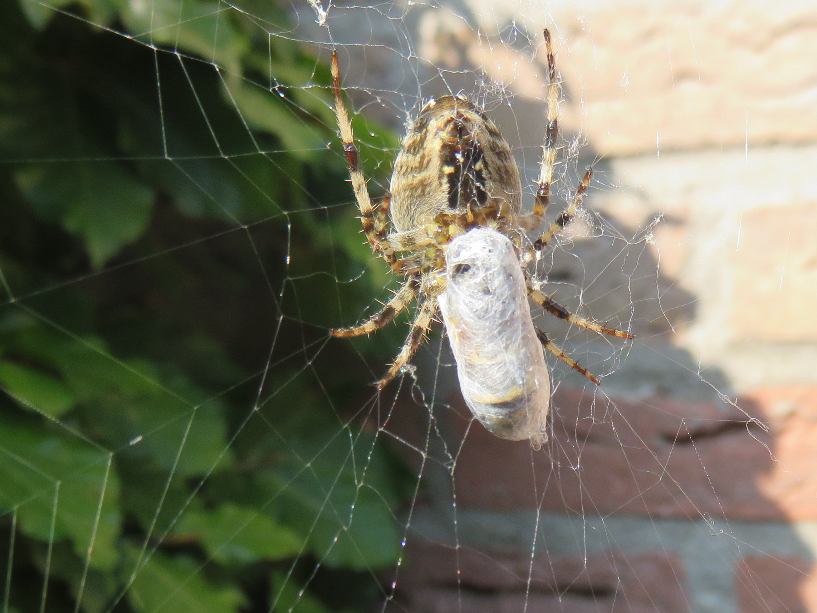 Spin prepareert eerstvolgende maaltijd.