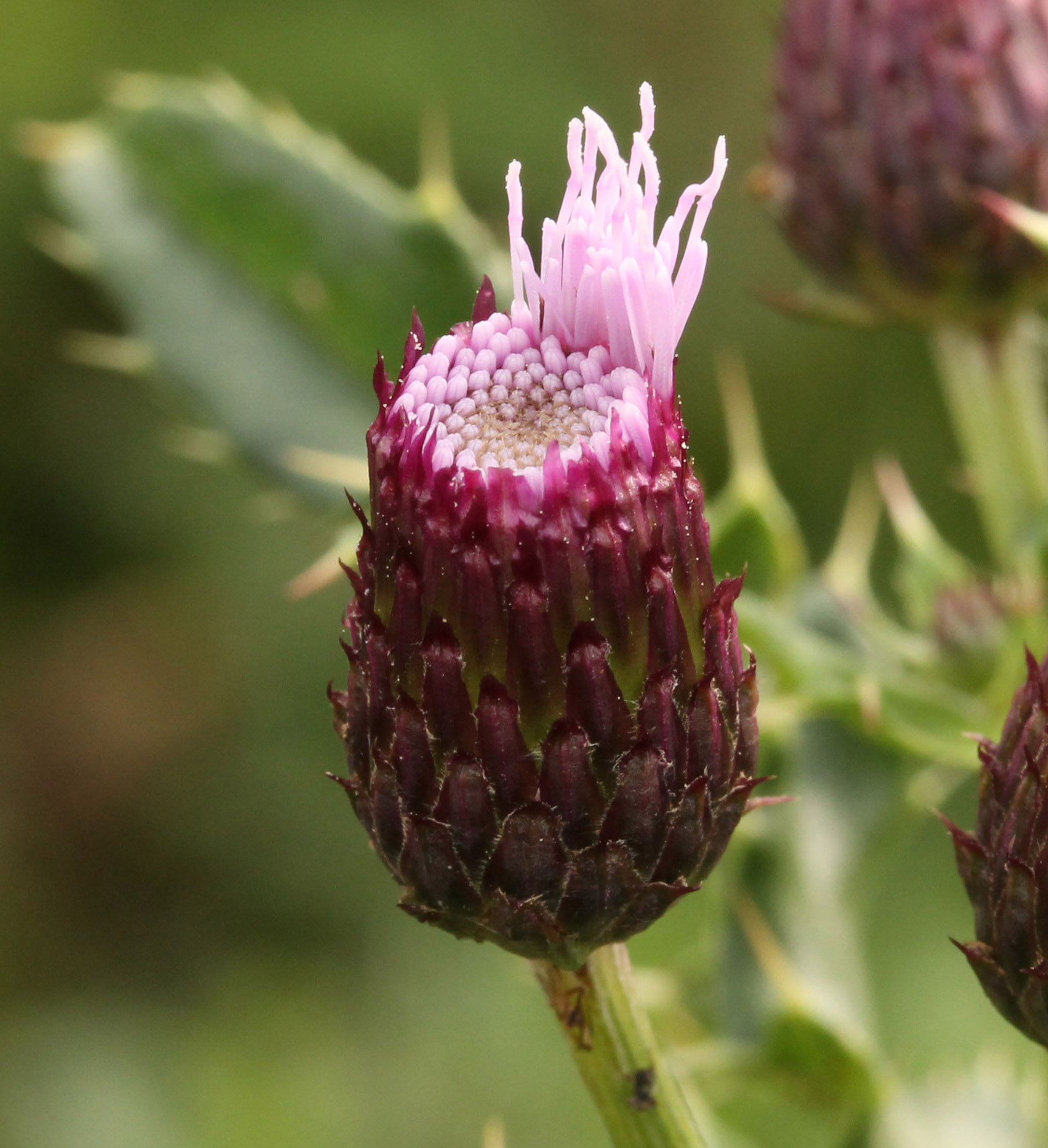 Distel (2)