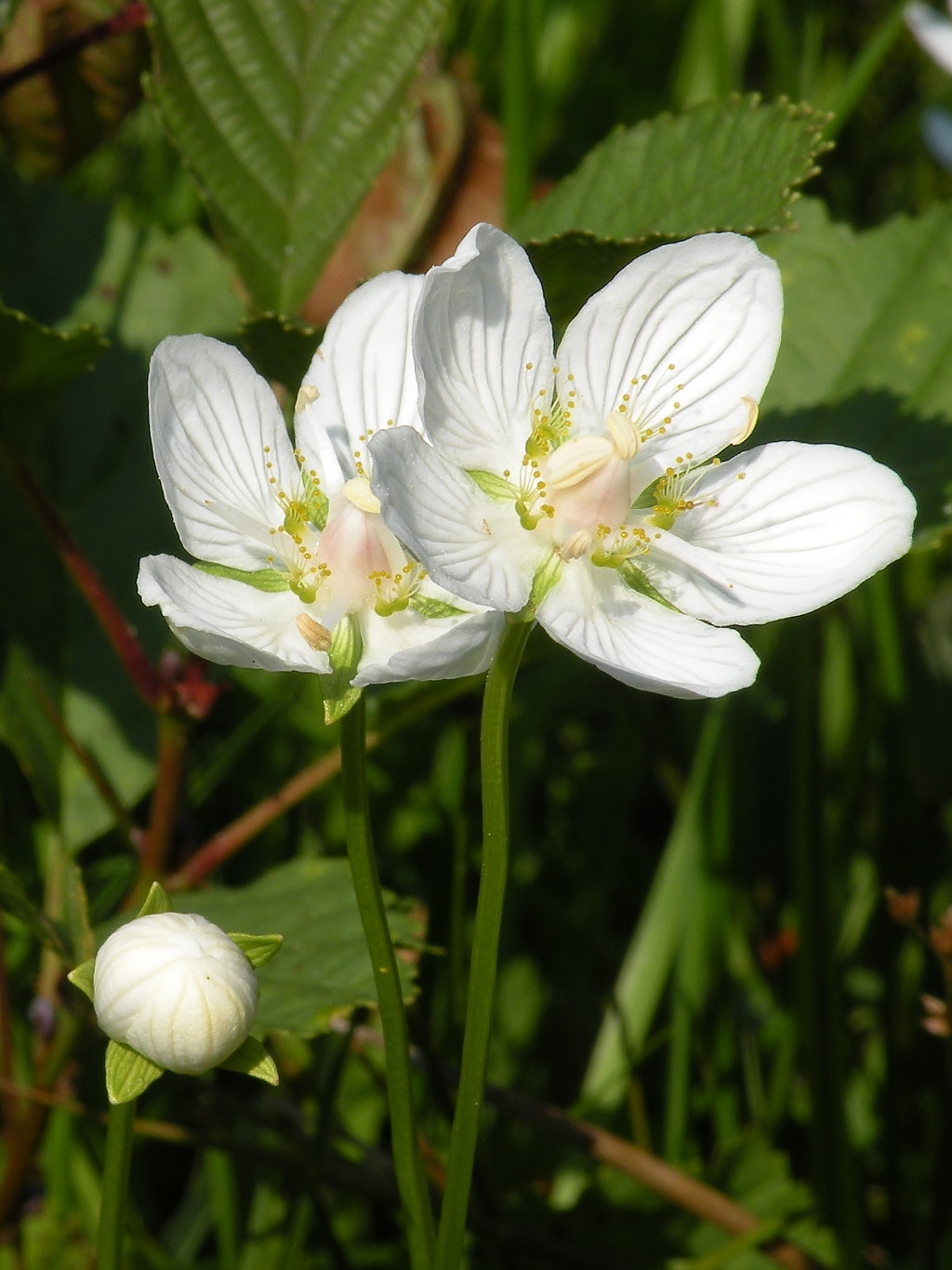 Parnassia